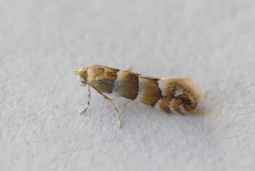 Phyllonorycter nicellii